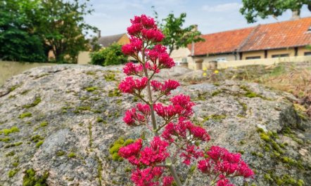 'Øde' - 100m from the sea 6