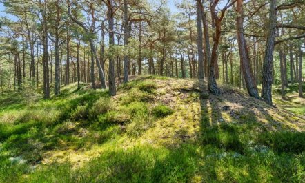 'Bothilda' - 950m from the sea 5