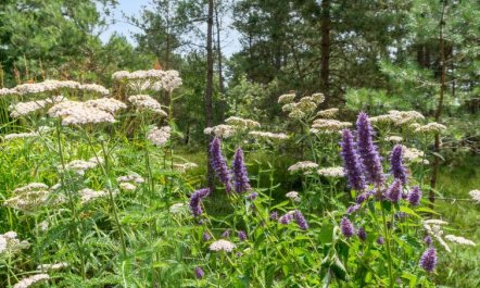 'Reinke' - 450m from the sea 6