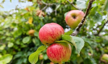 'Voitto' - 150m from the sea 2