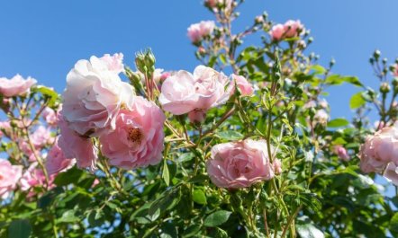 'Pimen' - 200m from the sea 5