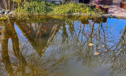 'Singa' - 600m from the sea 7