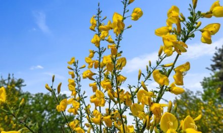 'Ajla' - 500m from the sea 3