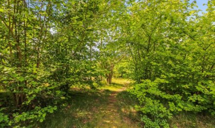 'Gullmaj' - 200m from the sea 3