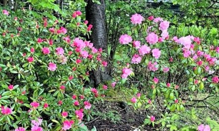 'Åsemarie' - 600m from the sea 2