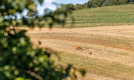 'Berner' - 500m to the fjord 7