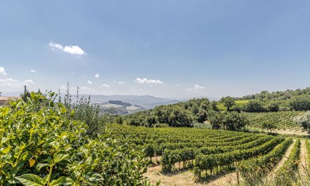 Refined Tuscany 1