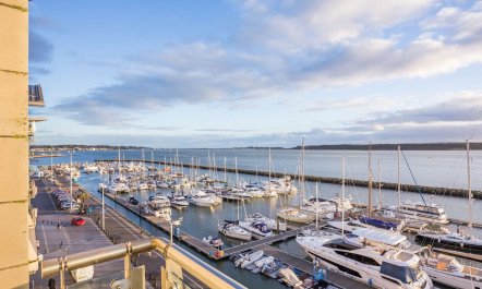 Dolphin of The South 1