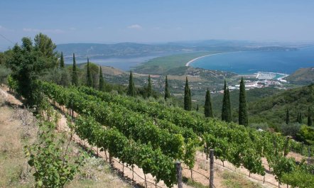 Vineyards & Olive Groves 3