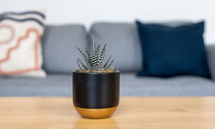 An Elevated Avenue 5