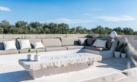 Olive Tree Paradise 4