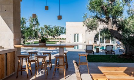 Olive Tree Paradise 2