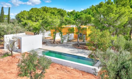 The Olive Essentials