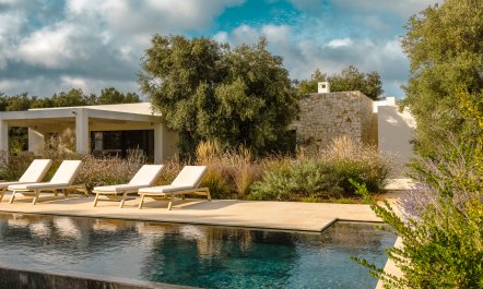 Antique Olive Grove 3