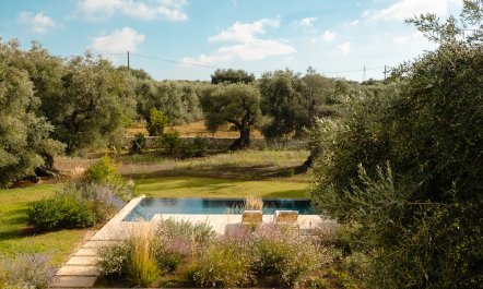 Antique Olive Grove 4