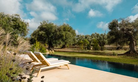 Antique Olive Grove 2