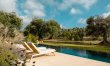 Antique Olive Grove 2