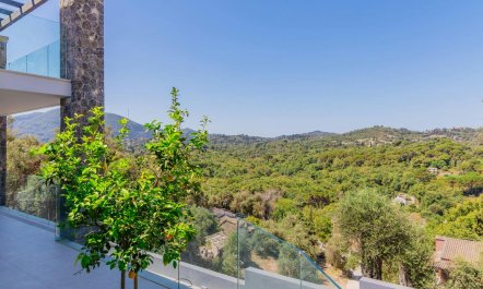 Ancient Olives & Mountains 7