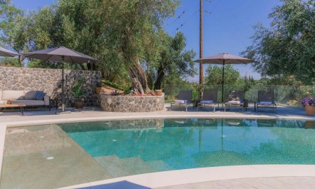 Ancient Olives & Mountains 3