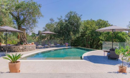 Ancient Olives & Mountains 2