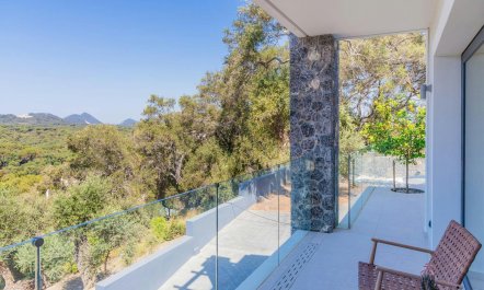 Ancient Olives & Mountains 8