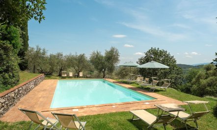 Olive Trees & Rolling Hills 2