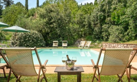 Olive Trees & Rolling Hills