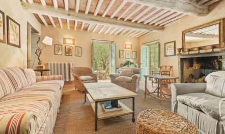 Olive Trees & Rolling Hills 1