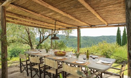 Olive Trees & Rolling Hills 4