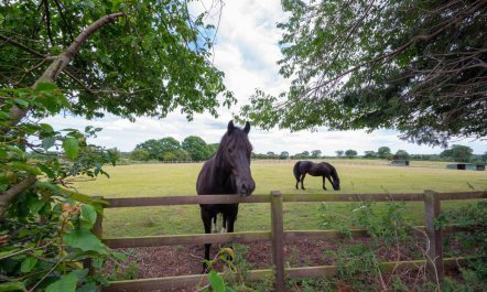1 Bed in Frettenham 0