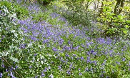 3 Bed in Fishguard 4