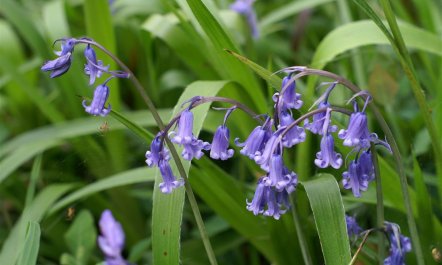 3 Bed in Fishguard 5