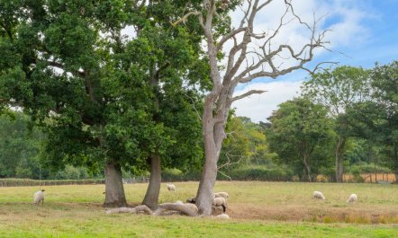 2 Bed in Nr Hailsham 8