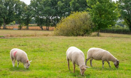 2 Bed in Nr Hailsham 9