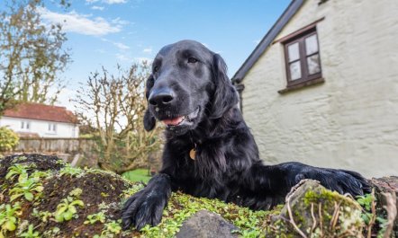 5 Bed in Middle Marwood 4