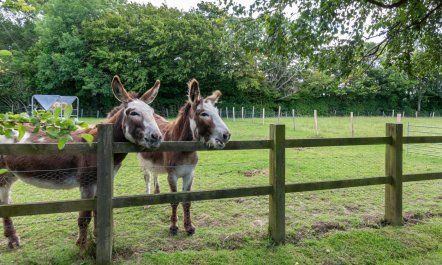 1 Bed in Rolvenden 3