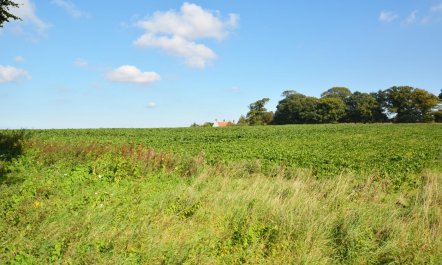 3 Bed in Sedgeford 4