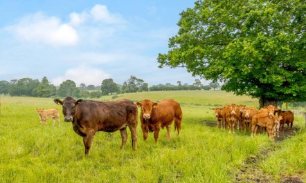 2 Bed in Bramfield 5