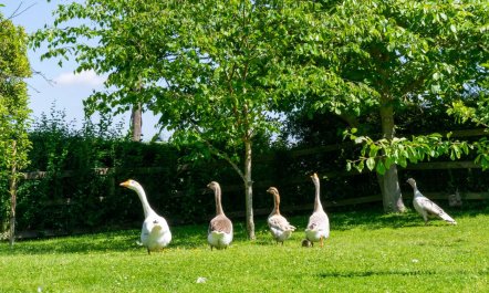 1 Bed in Whepstead 8