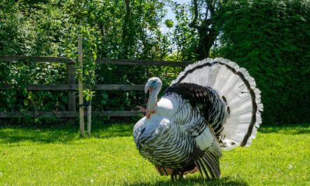 1 Bed in Whepstead 9