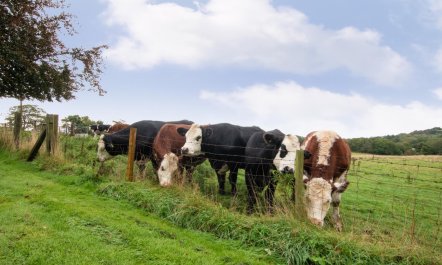 3 Bed in Staintondale 4