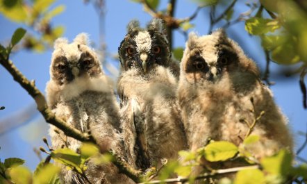 1 Bed in Snaizeholme 1