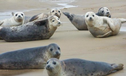 3 Bed in Winterton-on-Sea 6