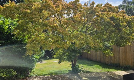 2 Bed in Hemblington 5