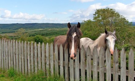 2 Bed in Drumkeeran 5