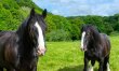 1 Bed in Ponsanooth 5