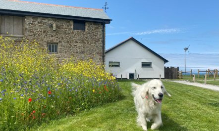 2 Bed in Abbotsham 1