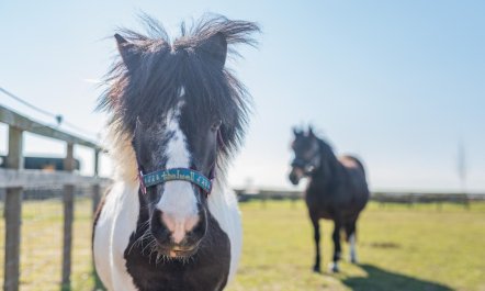 1 Bed in Saltfleetby 9