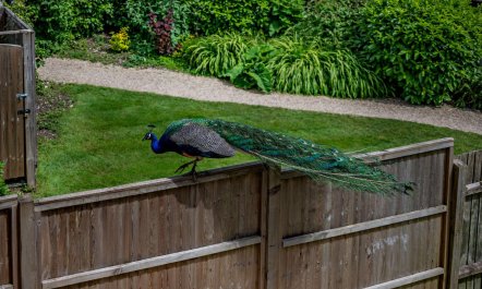 1 Bed in Tollard Royal 6