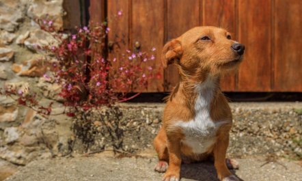 3 Bed in Hawley Bottom 2